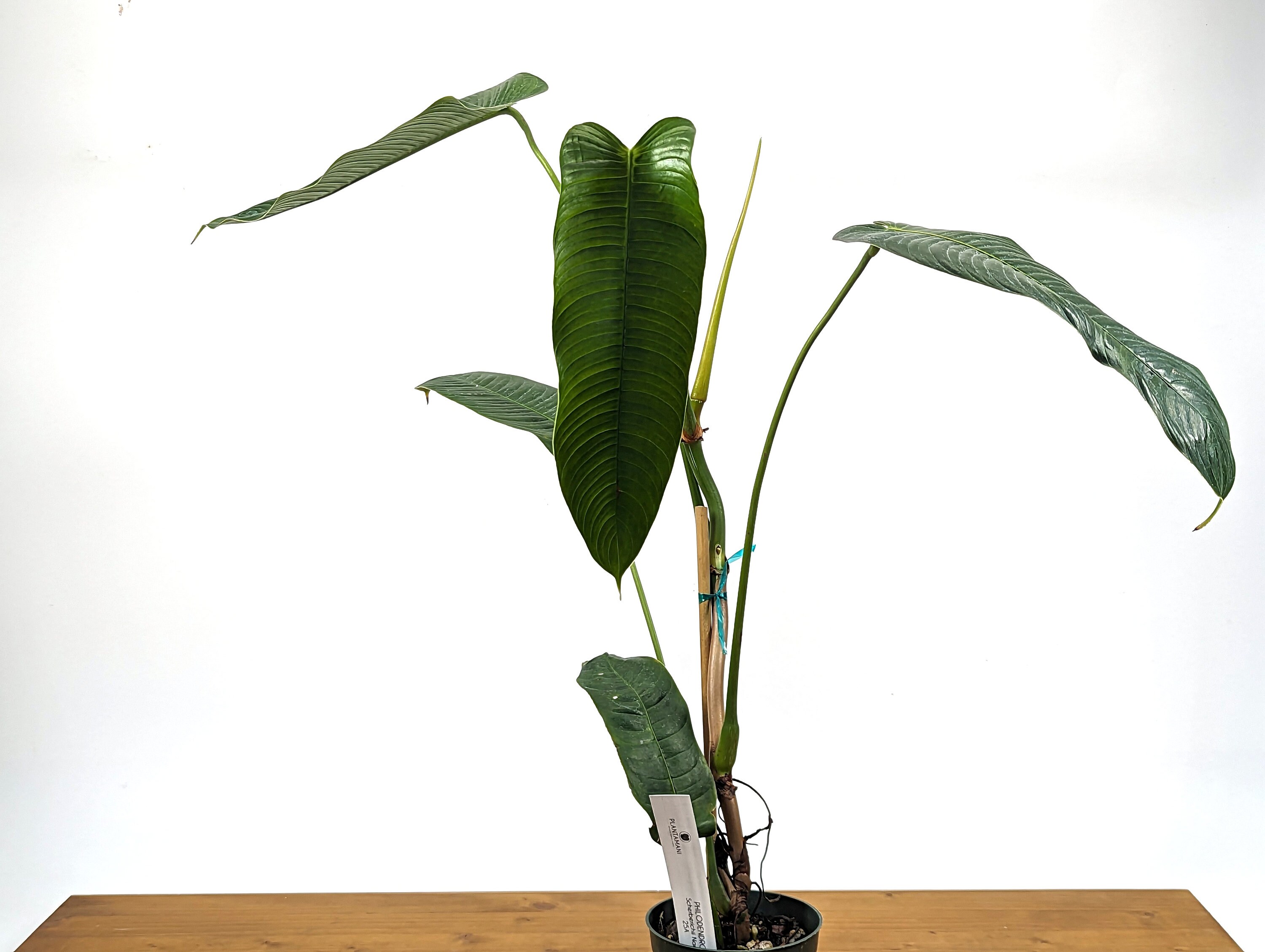 フィロデンドロン　シェルベリチー　scherberichii Philodendron scherberichii – Carnivero