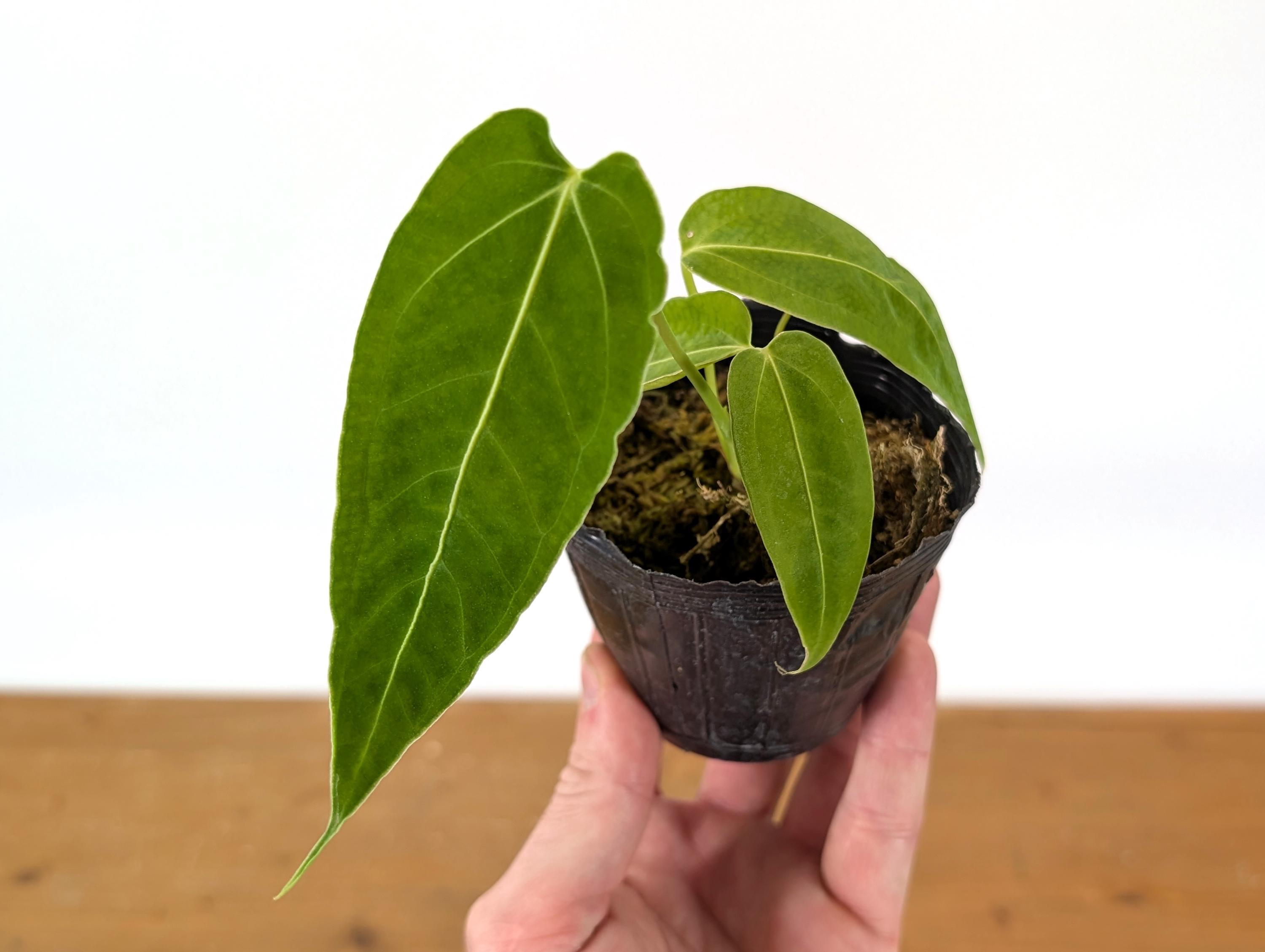 Anthurium 'Warocqueanum' 2.5号 Anthurium 'Warocqueanum' 2.5号