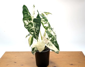 Alocasia Frydek Variegated Colorful Unique Leaf Patterns -