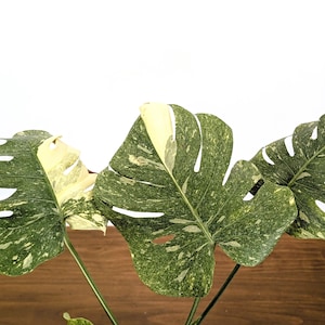 Monstera Legacy - 6" Pot Exact Plants