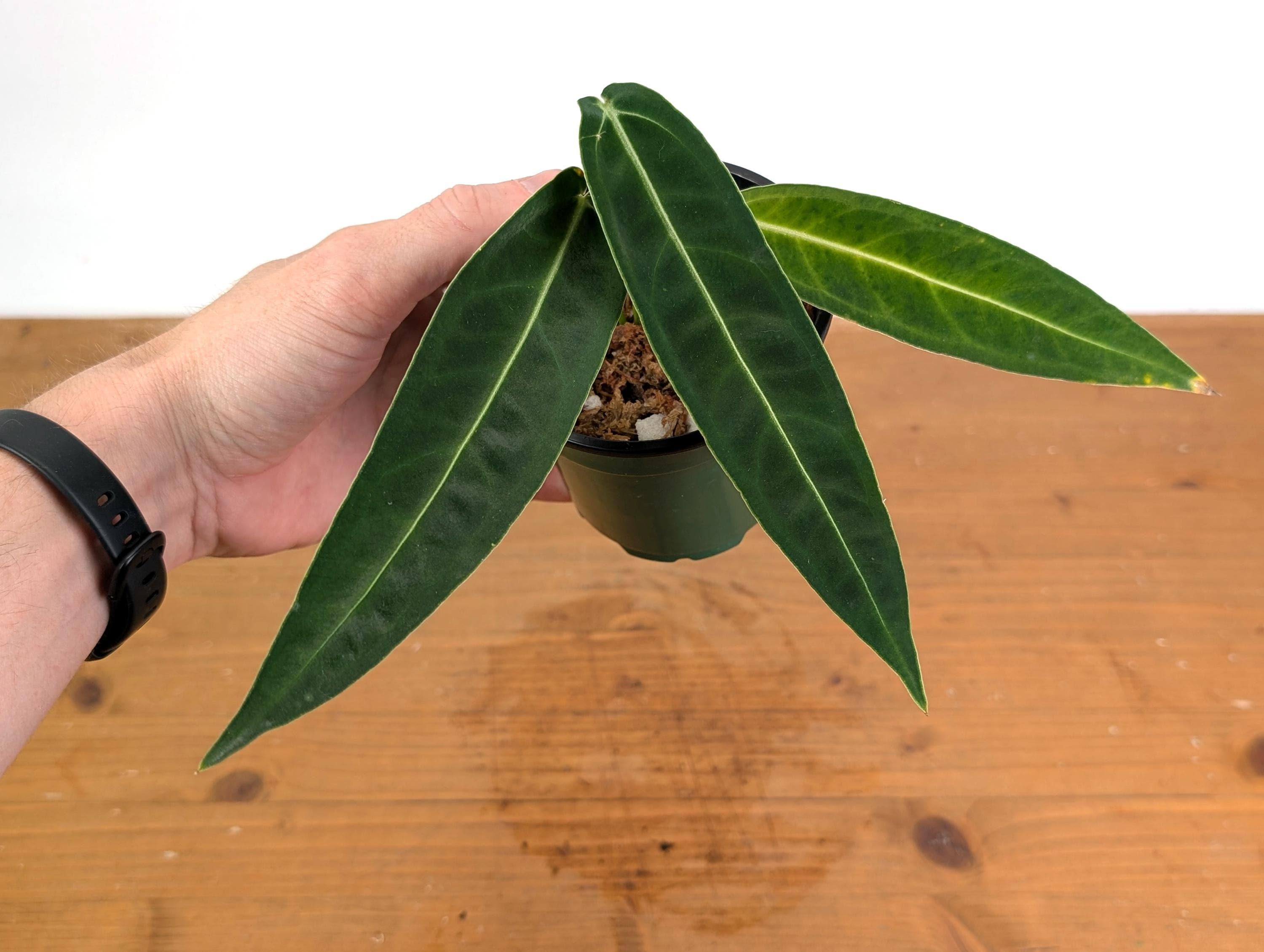 florida beauty dracaena Dracaena Surculosa -Florida Beauty, gold dust, spotted Dracaena  Plant  Studio
