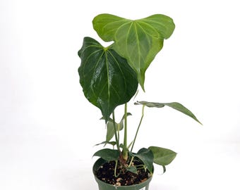Anthurium Delta Force - (True Form - TC)- 4 Inch and 6 inch Pots