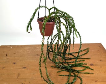 Huperzia Hang Hong - Tassel Fern Hanging Basket, Tropical Epiphyte