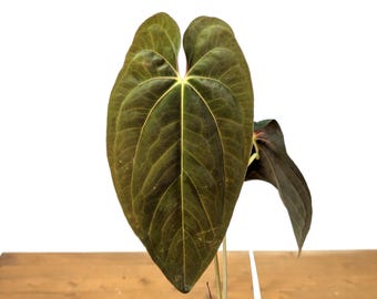 Scott Cohen Anthurium Antolakii (known as BVEP) X NSE Anthurium