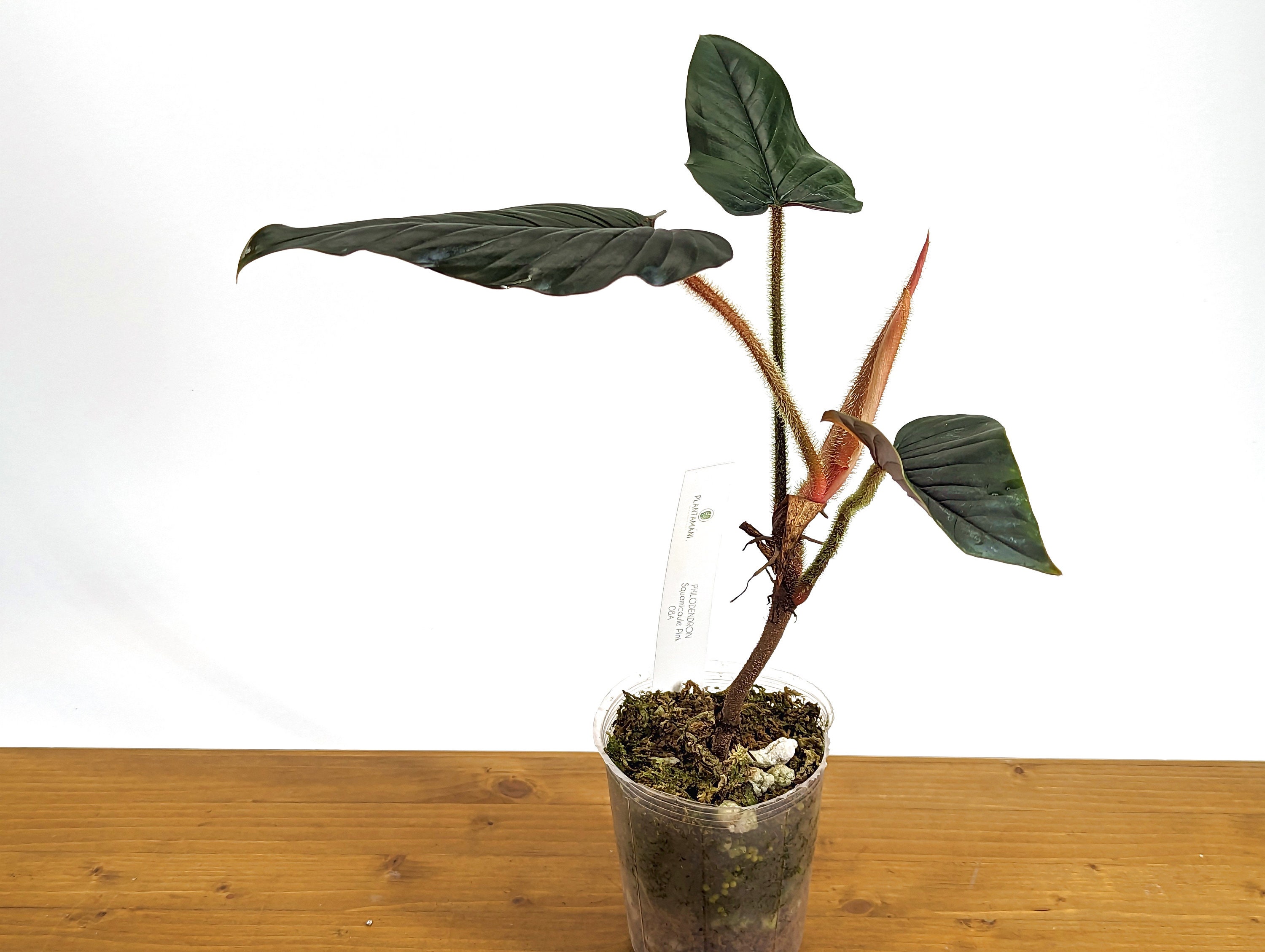 Philodendron Squamicaule Pink ( AKA Squamicaule Blood) - Etsy