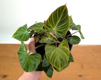 split leaf philodendron monstera deliciosa Monstera deliciosa Split Leaf Philodendron Lacy Leaf live flower Plant 4  inches pot main image 0