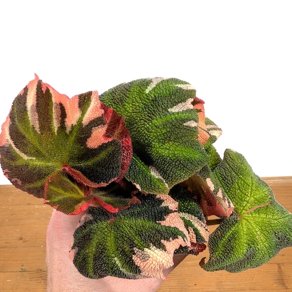 Begonia Soli Mutata Variegated