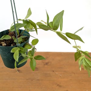 Ceratostema Jorgebritoi - Assorted 4 Inch Pots