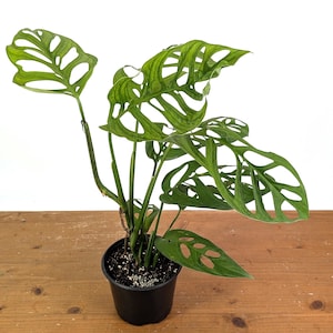 Monstera Esqueleto (epipremnoides) - US Seller - Upright Vining Plant