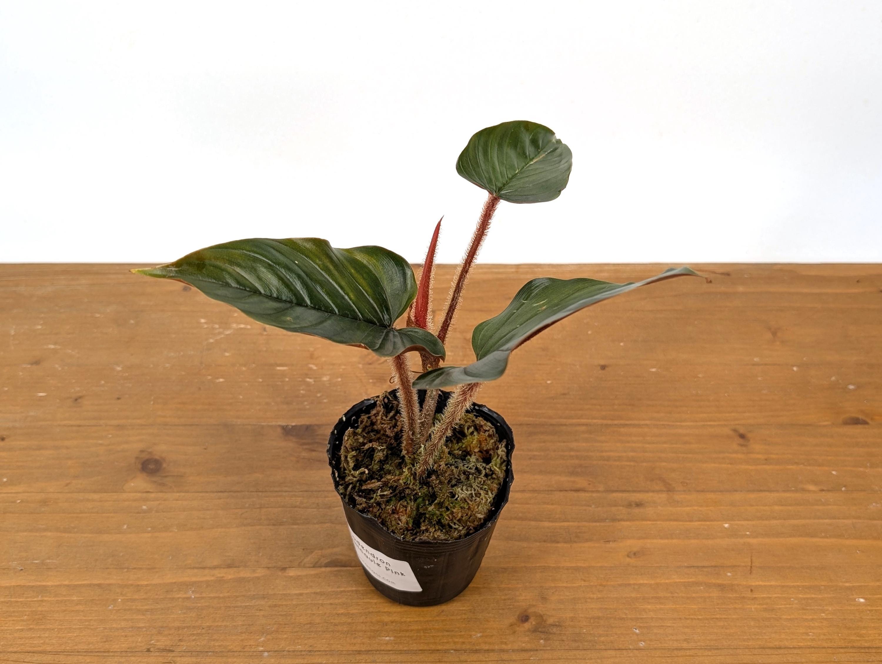 大　Philodendron squamicaule blood Philodendron squamicaule 'Blood' — TL PLANT STUDIO