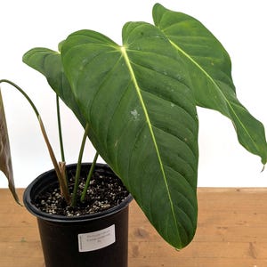 philodendron pink princess galaxy Philodendron Pink Princess Galaxy Medium Size  Tropical Houseplant