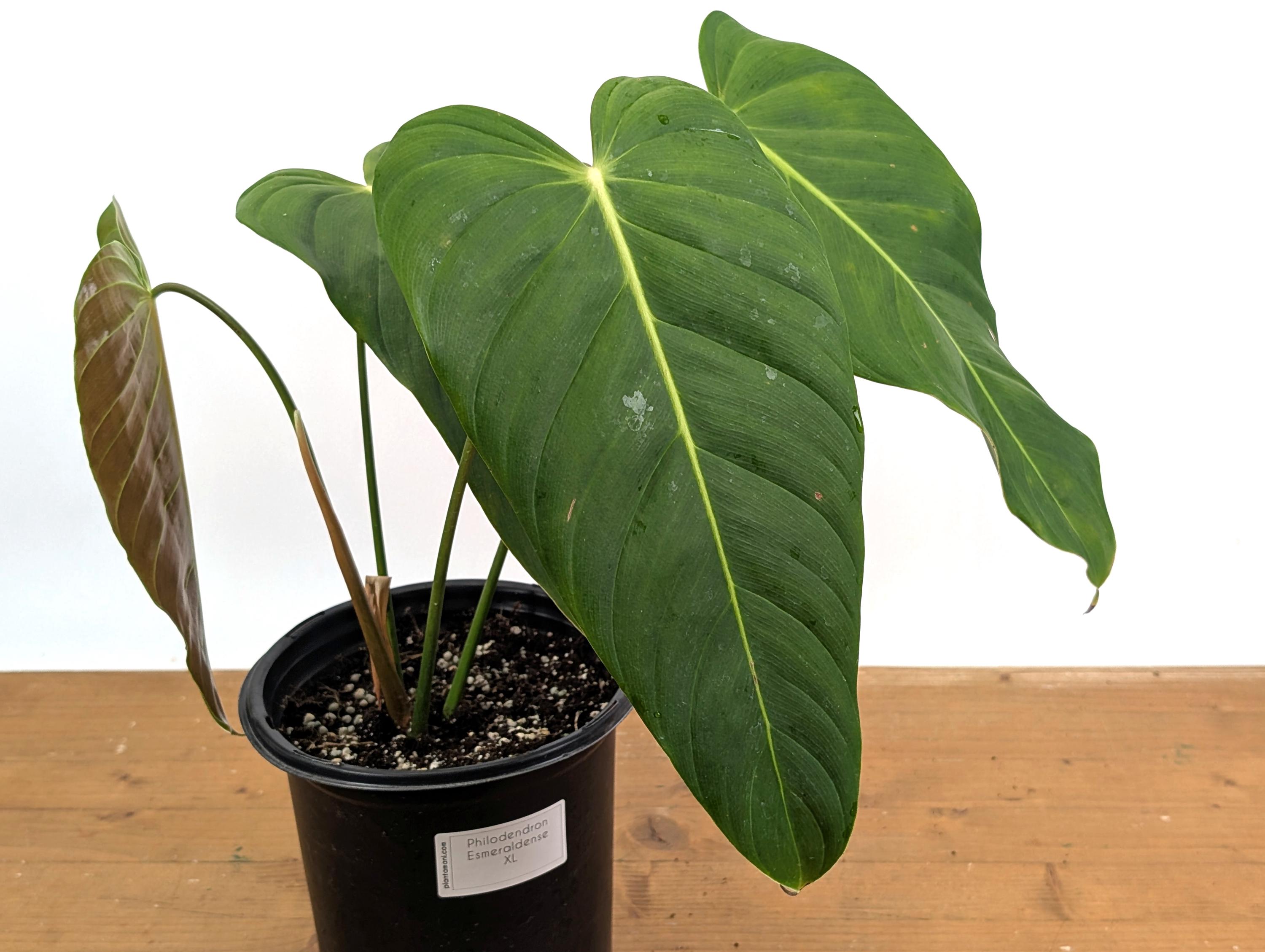 Philodendron Esmeraldense 4 Inch - Etsy