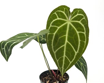 Anthurium Crystallinum x Magnificum - 4 inch pot