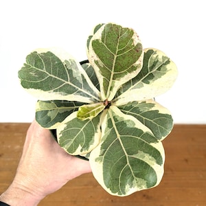 Variegated Fiddle Leaf Fig - Ficus Lyrata Variegated Rubber Tree in 3.5" Pot - Live Rare House Plant Indoors