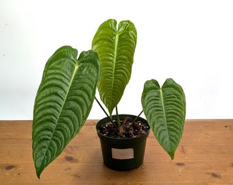 king of spades anthurium Anthurium King of Spades  Foliage Dreams