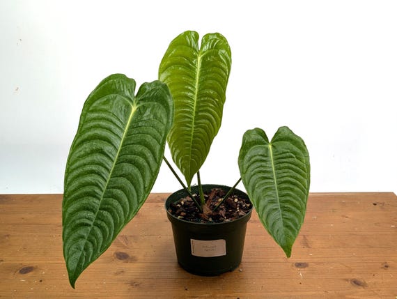 Anthurium Veitchii King Live Tropical Houseplant Indoor Aroid - Etsy