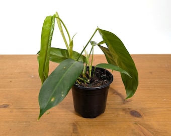 Philodendron Patriciae Rare Plant 4 inch pots