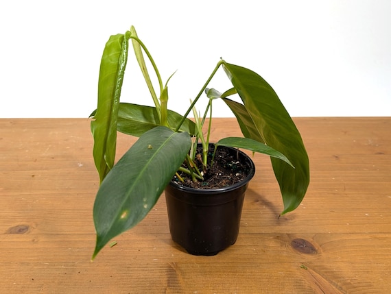 jade vine plant RED Jade Vine (Well rooted Plant) in poly bag – pazhassigarden main image 0