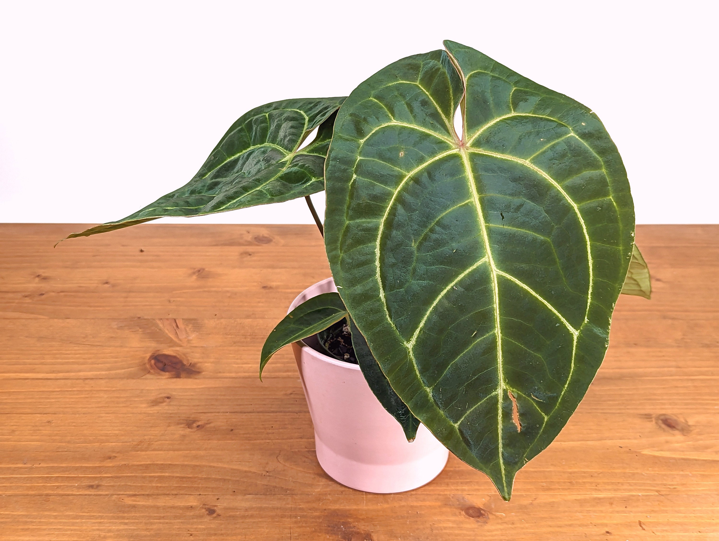 Anthurium Amazon King Stripes Inverse (regale X Forgetii) - 4 Inch Pot Rare  Hybrid Collector's Plant - Etsy