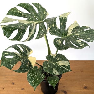 Monstera Thai Constellation - Plants 16-24" Tall with Split Leaves (for 6" Pot) Bild 1