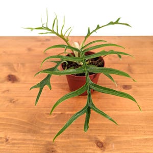 Philodendron Tortum Plant in 4 or 6 inch Grower's Pot Live Easy Care Collectible and Rare Plant