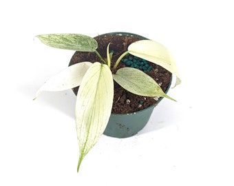 Philodendron Florida Ghost Mint 3 inch starter plant