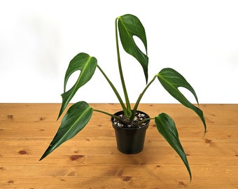 Monstera Burle Marx Flame Rooted Live Plant - 4 inch pot