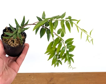 Ceratostema Doucettei - Assorted 4 Inch Pots - Etsy