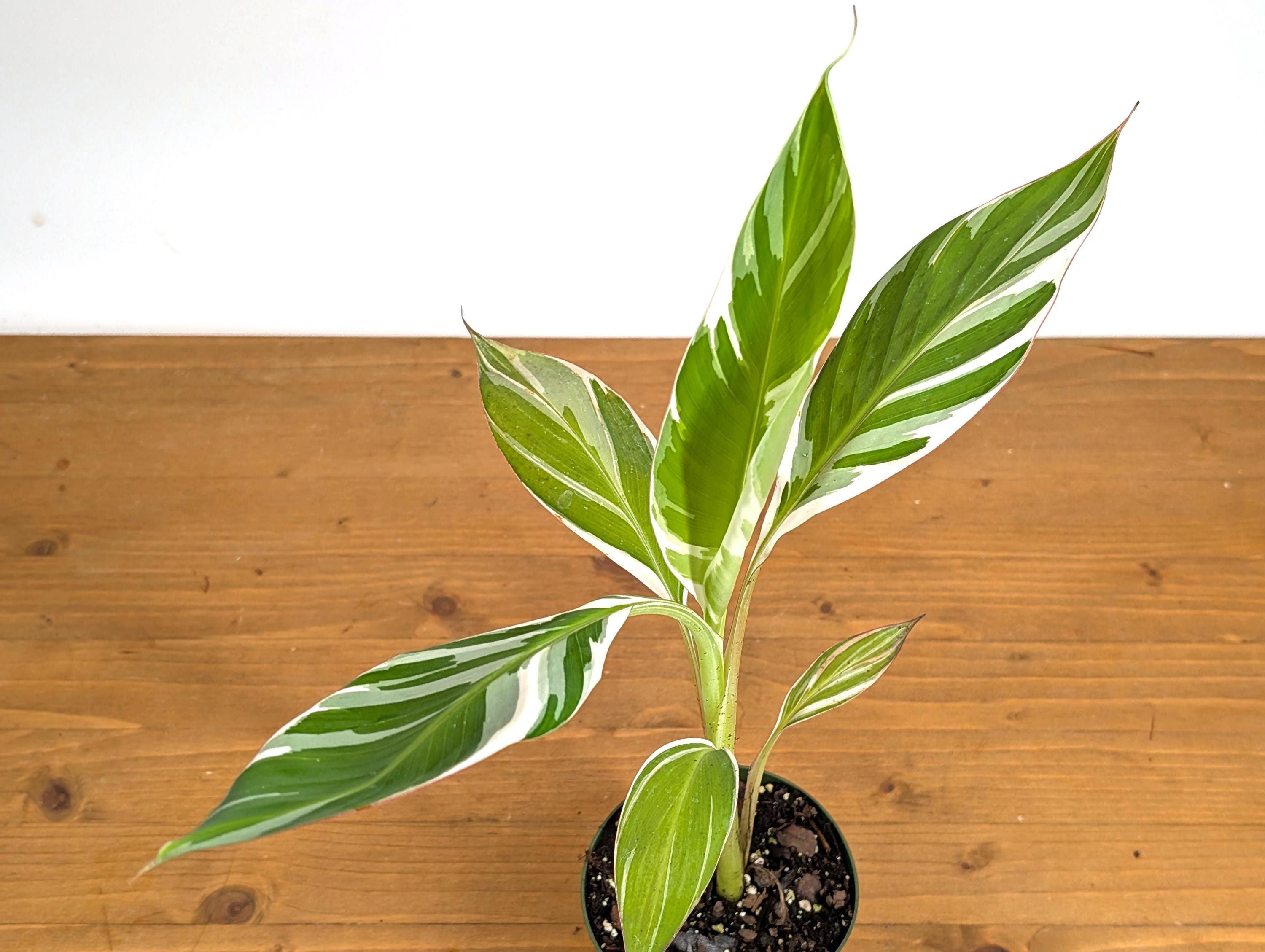 Musa Florida Variegated Banana Tree - Over 1,000 Sold - Etsy