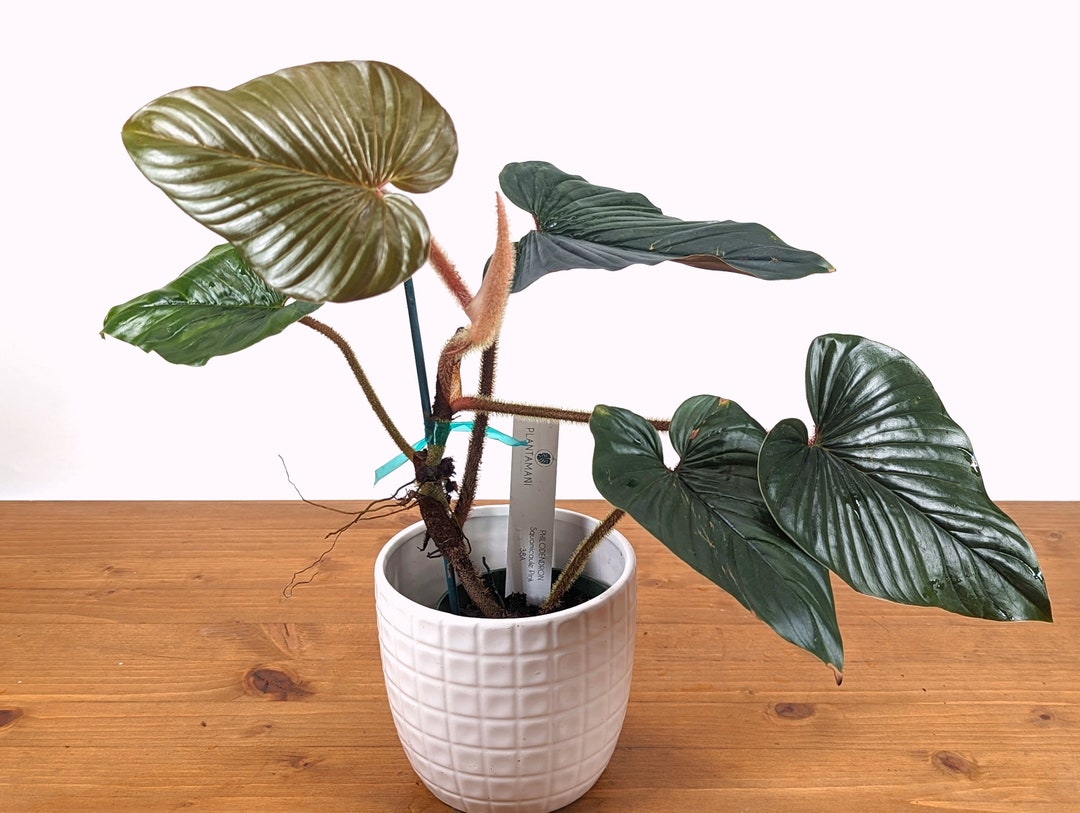 Philodendron squamicaule 'Blood' — TL PLANT STUDIO