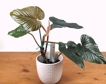 Philodendron Squamicaule Pink ( AKA Squamicaule Blood)