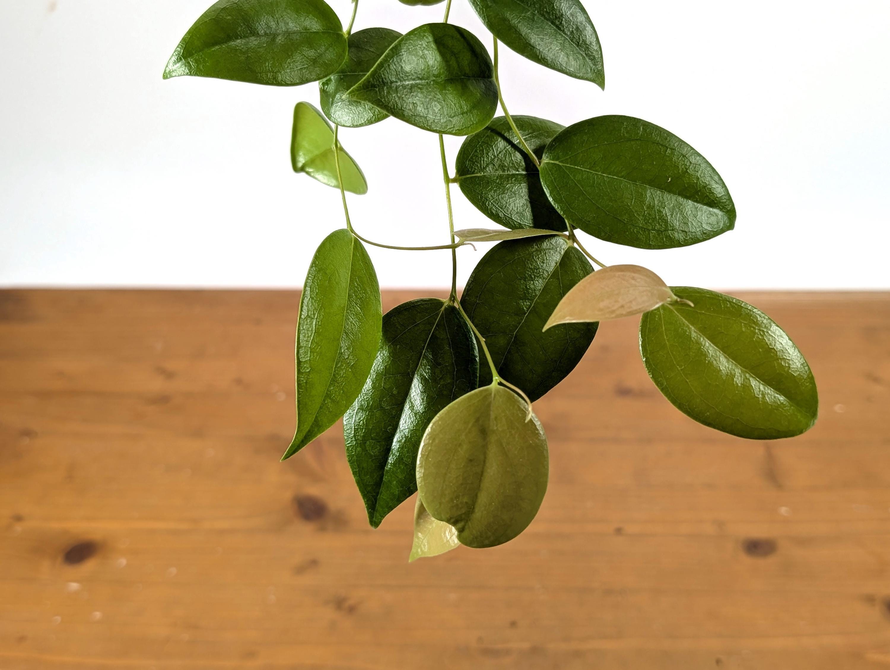 Ceratostema Loucianae 'villosa' an Ecuadorian Pendulous Epiphytic