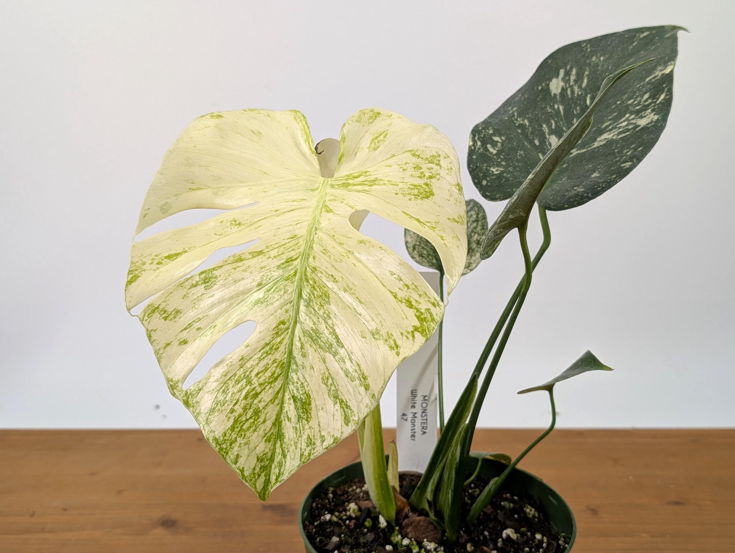Monstera White Monster - Etsy