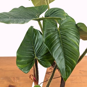 Philodendron Squamicaule 4 inch pot approx 12 tall image 4