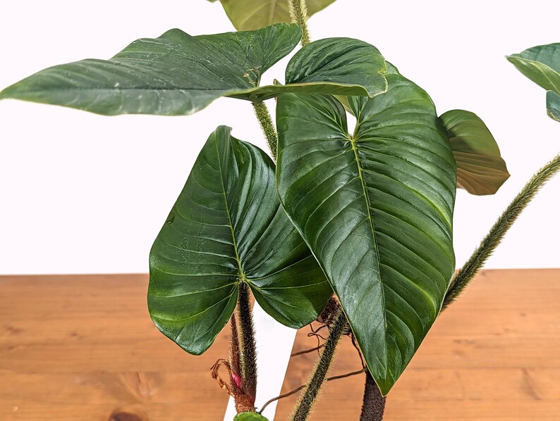 Philodendron Squamicaule 4 inch pot approx 12 tall image 4