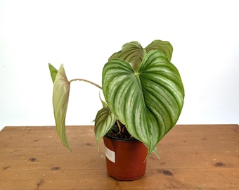 Philodendron Plowmanii Black Face - Etsy
