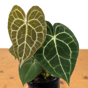 Rare Anthurium Clarinervium Houseplant in 4-inch Pot - Exotic Aroid with Unique Cardboard Texture