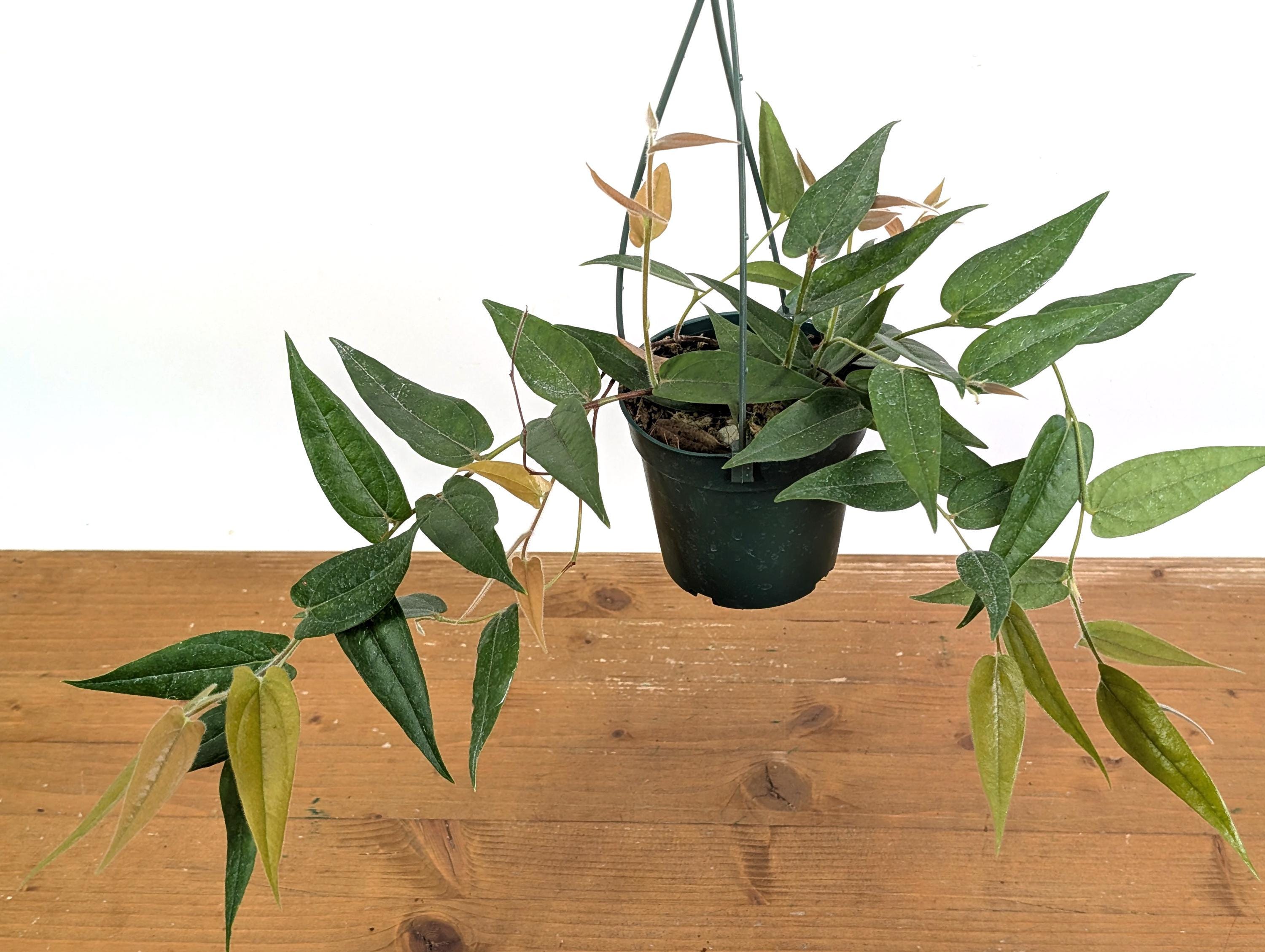 Ceratostema Lanigerum 'neotropical Blueberry' - Assorted 4 Inch