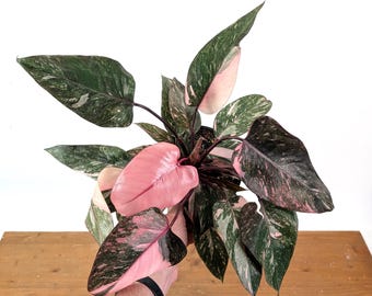 Philodendron Pink Princess Marble Galaxy  Variegated Indoor Plant Foliage