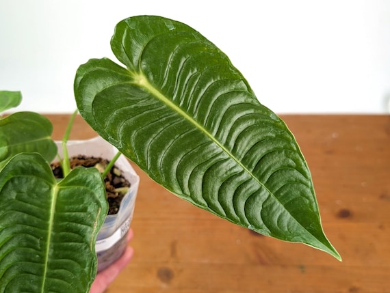 Anthurium Veitchii 'king' - Live Tropical Houseplant Indoor Aroid