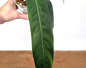 Philodendron Patriciae