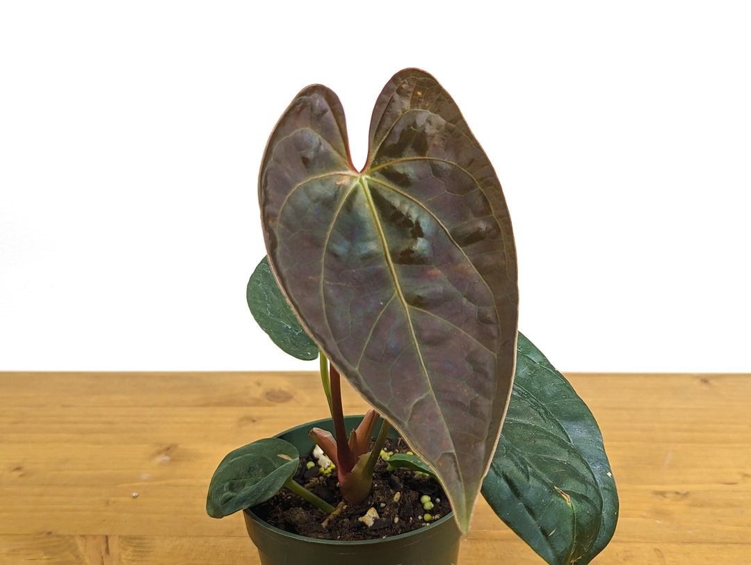 その他観葉植物 anthurium HYBRID Anthurium Clarinervium Hybrid - Borneo Aquatic