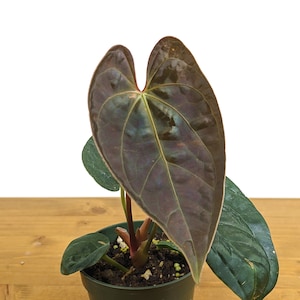 Anthurium Black Diamond Inverse Crossing (Hybrid Regale x Luxurians)