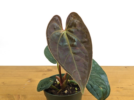 Anthurium Black Diamond Inverse Crossing (Hybrid Regale x Anthurium Black Diamond Inverse Crossing (Hybrid Regale x