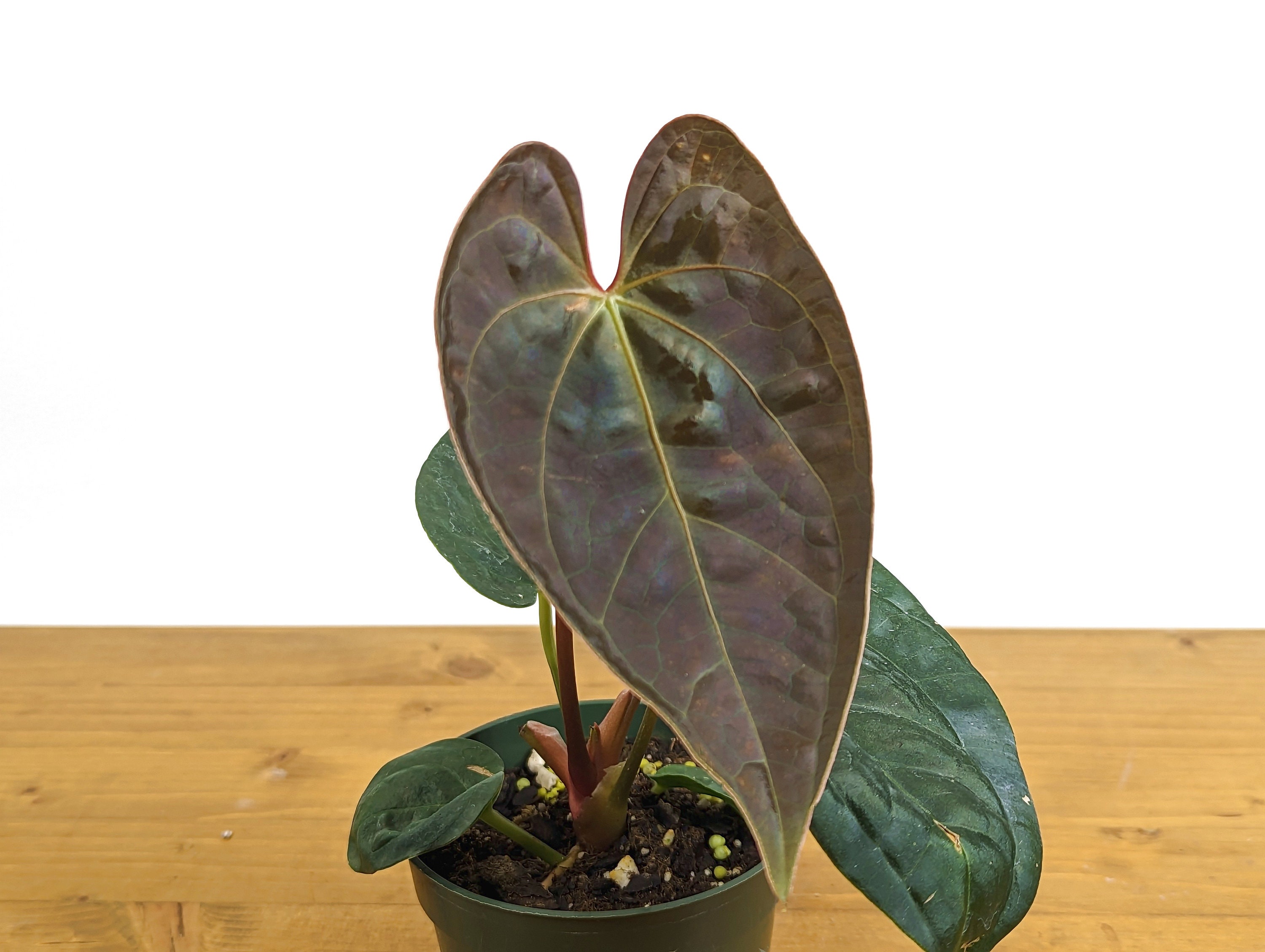 Anthurium Black Diamond Inverse Crossing (Hybrid Regale x