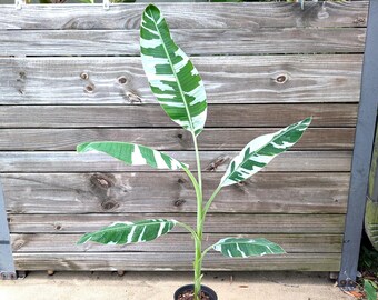 Variegated Musa Florida Banana Tree - Rare Exotic Tropical Indoor  Houseplant With Colorful Fruit - Etsy Finland