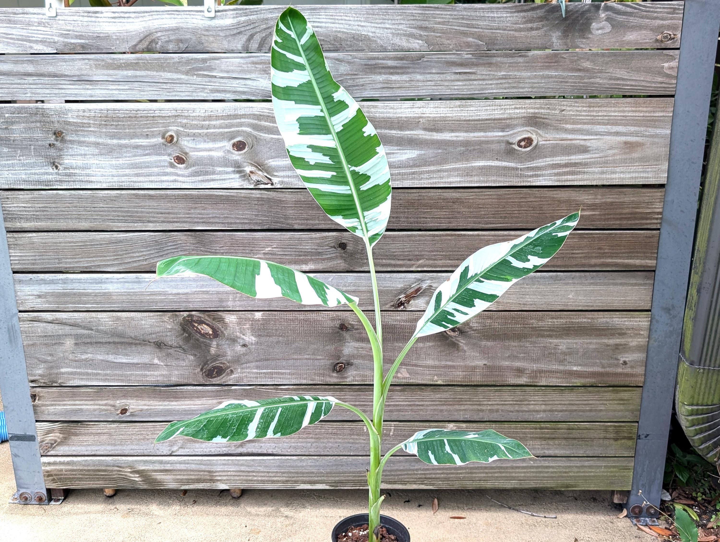 Variegated Musa Florida Banana Tree - Rare Exotic Tropical Indoor