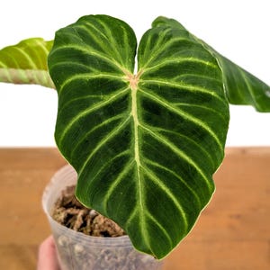Verrucosum Melon - Etsy