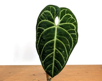 Anthurium Regale