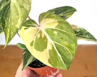 Philodendron Gloriosum Variegated (Type 2) - EXACT Plant #20D